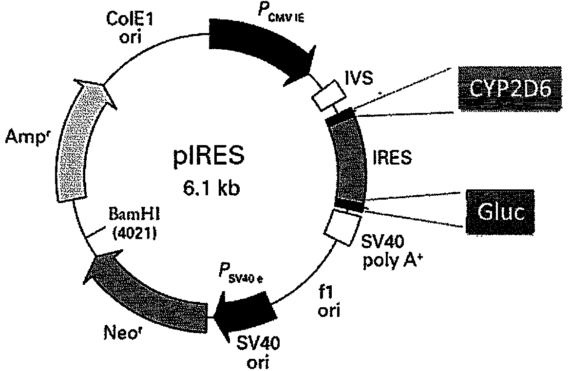 CYP2D6 gene segment containing 1693A&gt;G mutation, coded protein fragment thereby and applications thereof