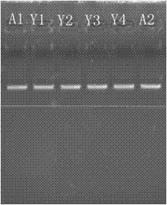 Kit and method for extracting DNAs in agarose gel by using magnetic beads