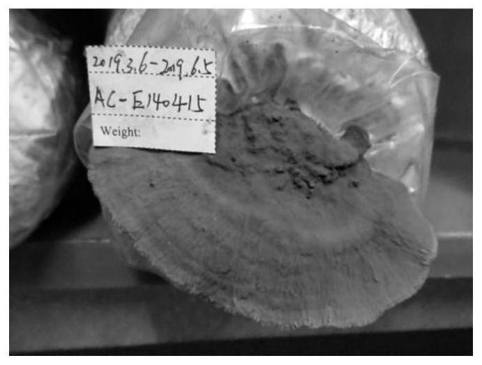 A kind of microporosa haemorrhoids strain and its artificial cultivation method and application