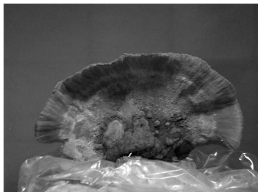 A kind of microporosa haemorrhoids strain and its artificial cultivation method and application