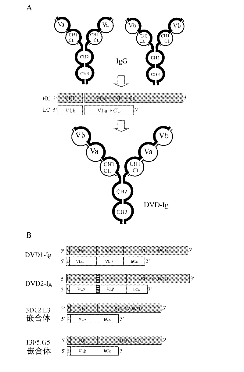 Dual variable domain immunoglobulins and uses thereof