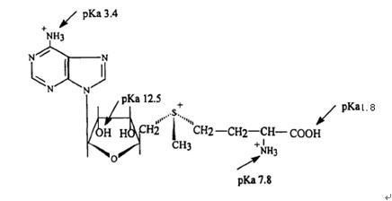 Method for extracting concentrated S-adenosylmethionine