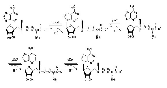 Method for extracting concentrated S-adenosylmethionine