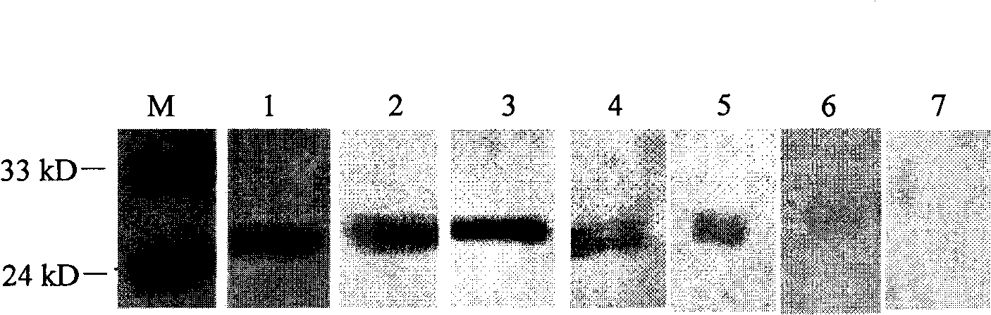 A group of antigen epitope polypeptide and uses thereof