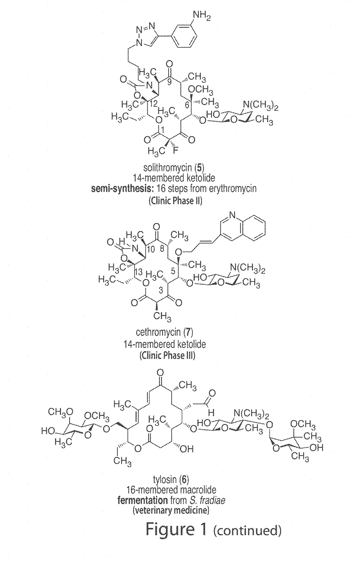 Macrolides with modified desosamine sugars and uses thereof