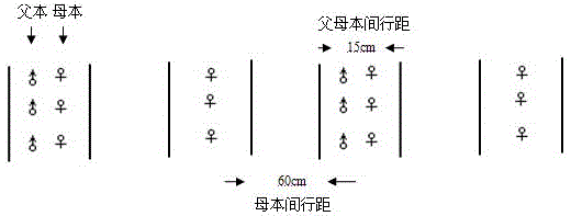 A kind of parental planting method to increase the yield of hybrid soybean seed production