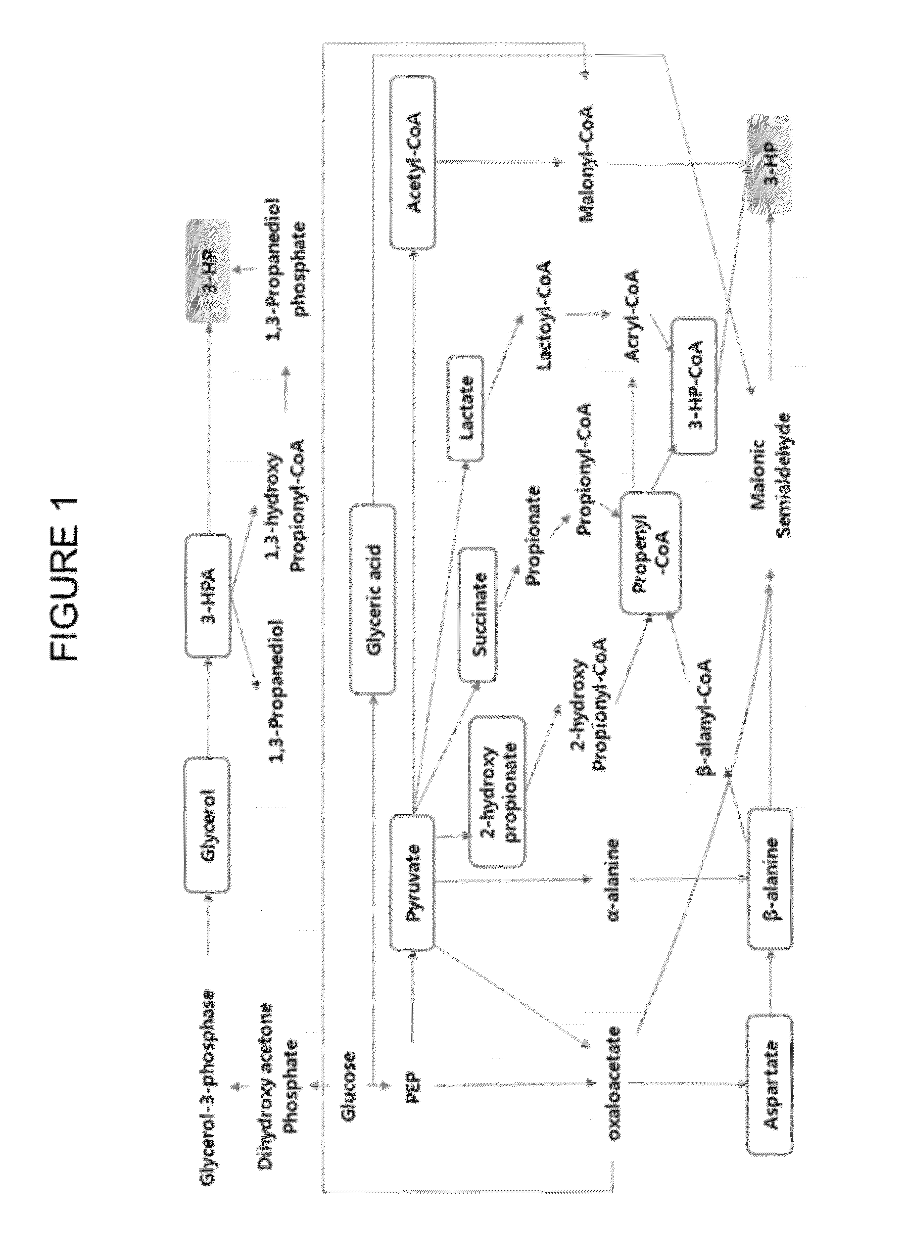 Method of producing 3-hydroxypropionic acid using malonic semialdehyde reducing pathway