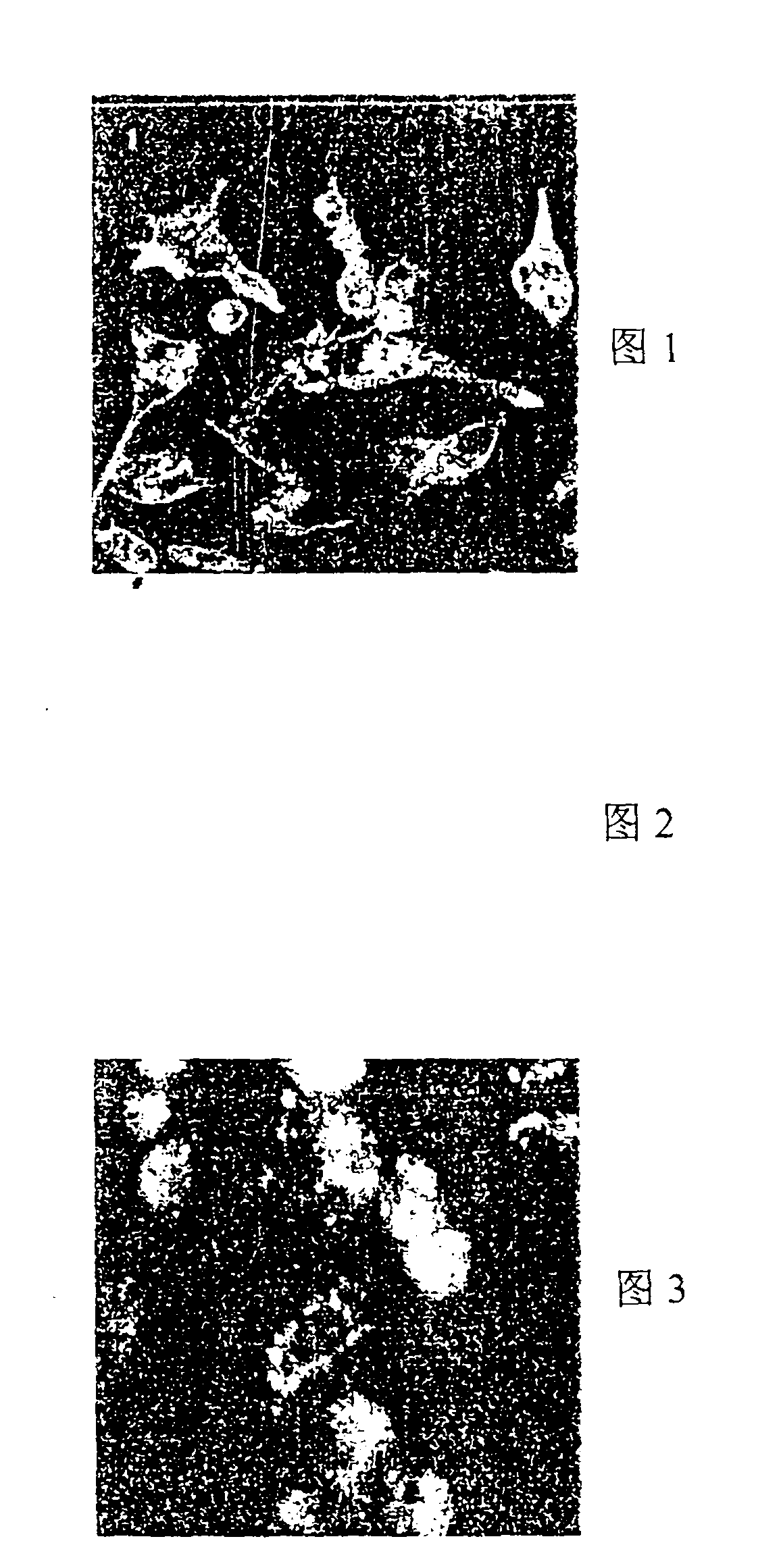 Tumor targeting polypeptide and preparation method thereof