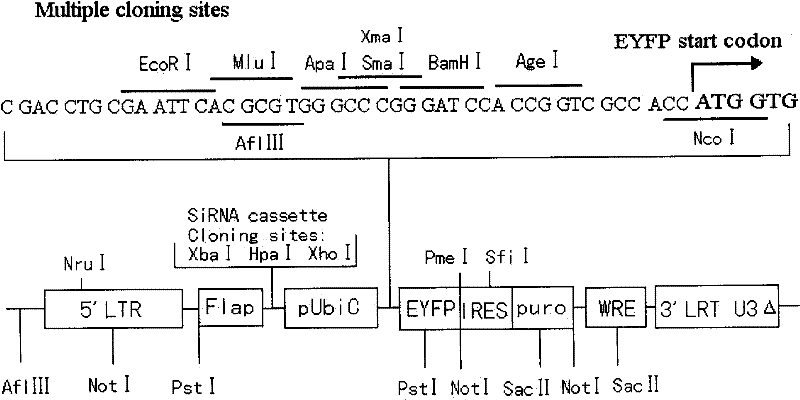 SiRNA and recombination lentivirus from preventing hepcidin from regulating protein and uses thereof