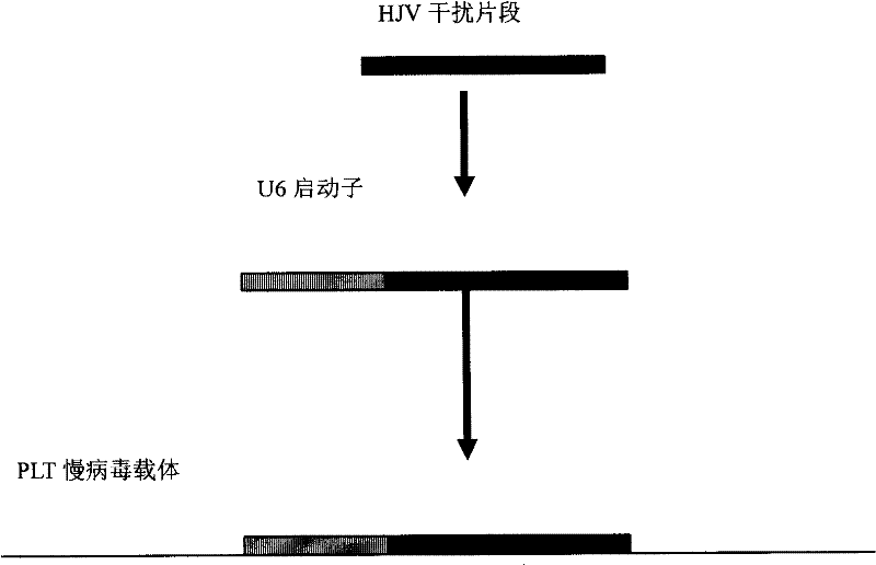 SiRNA and recombination lentivirus from preventing hepcidin from regulating protein and uses thereof