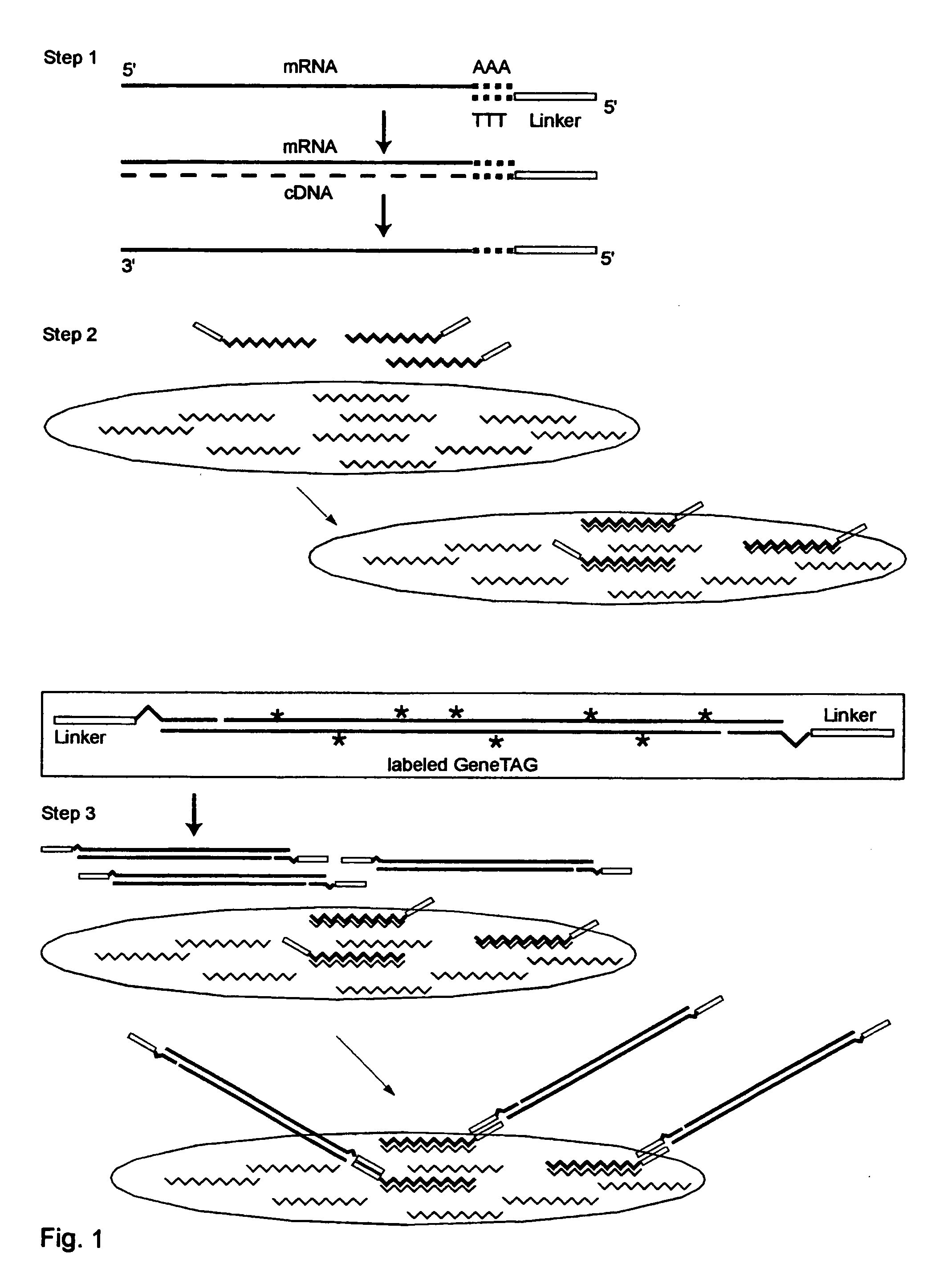 Systems and methods to quantify and amplify both signaling probes for cdna chips and genes expression microarrays