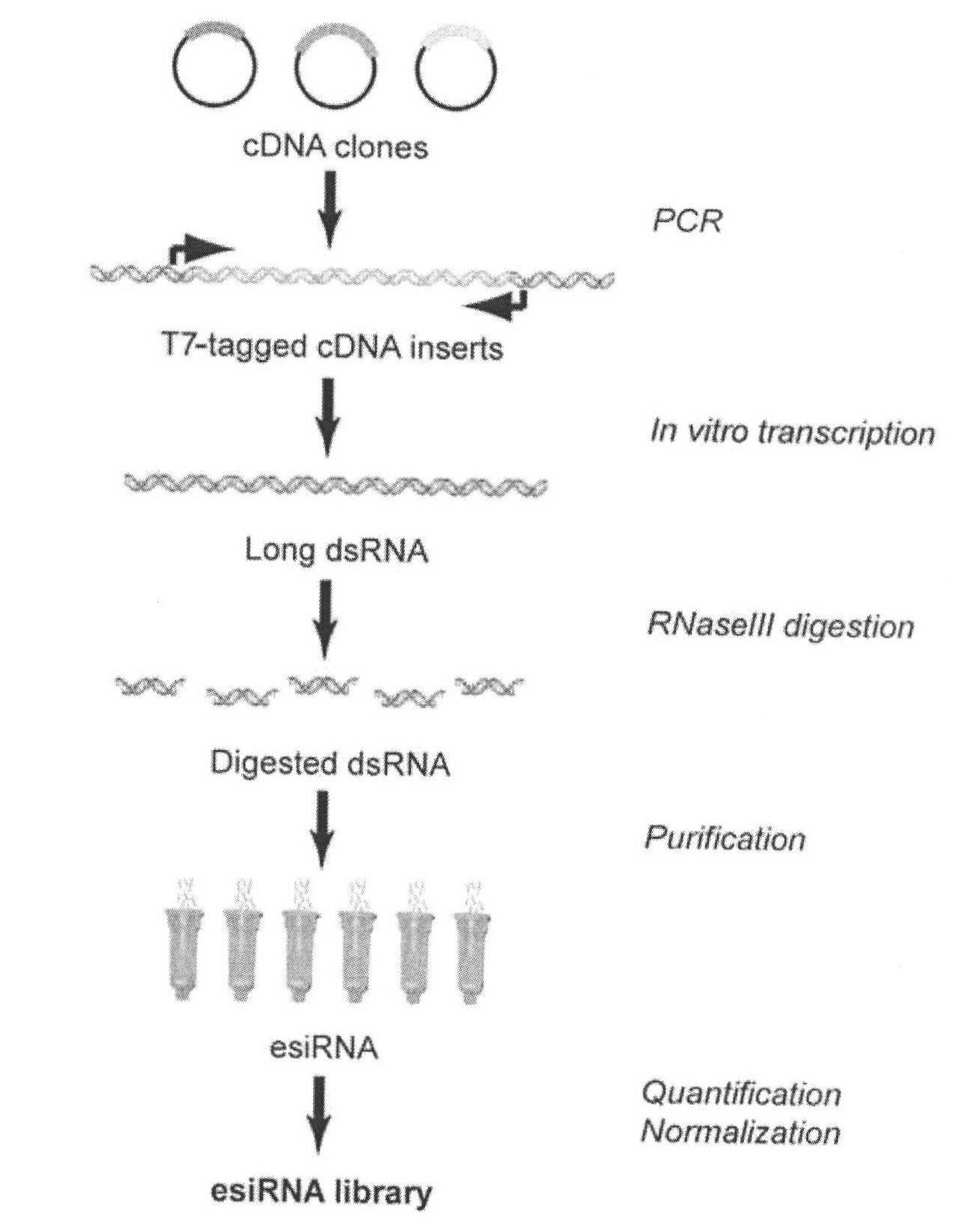 Method for simply and quickly preparing ready-to-use esiRNA