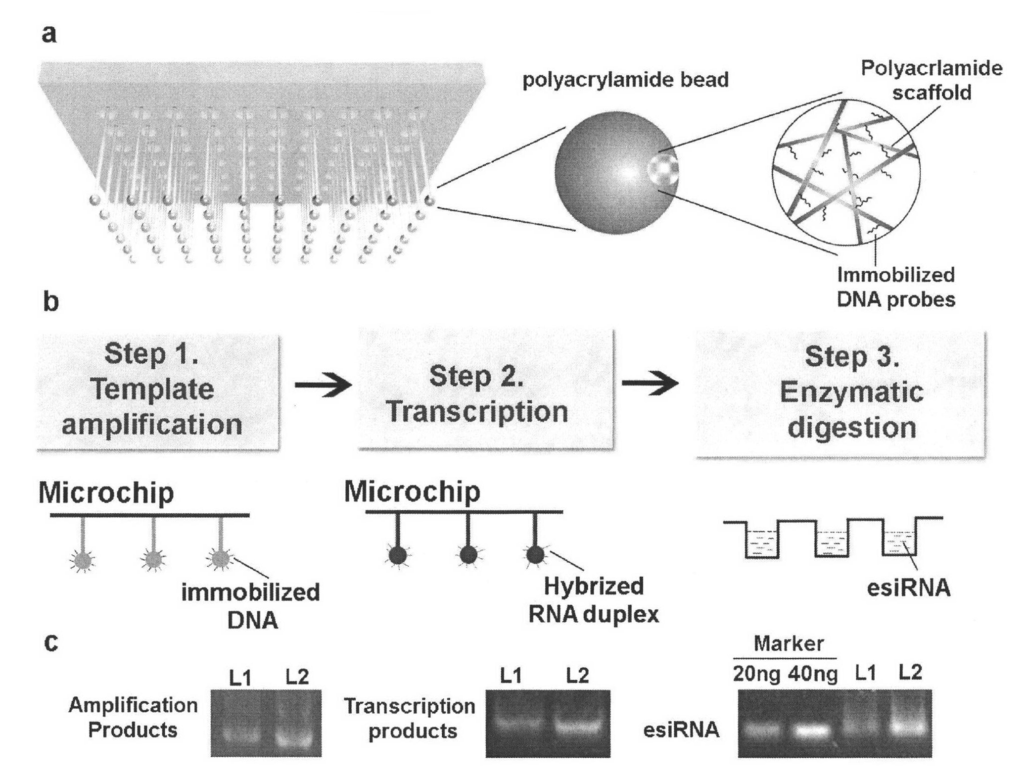 Method for simply and quickly preparing ready-to-use esiRNA