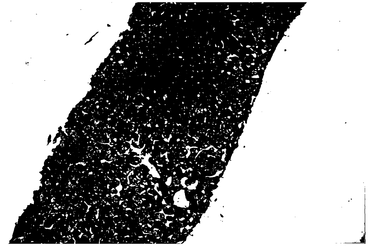 Liquid feed and method for constructing cynomolgus monkey alcoholic liver disease model