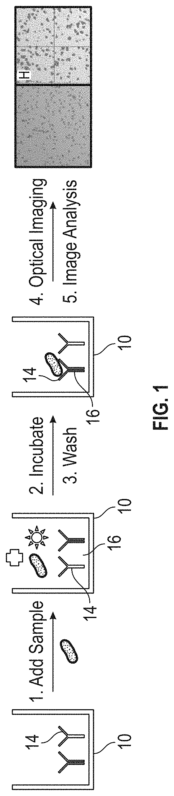 Optical detection of biological components