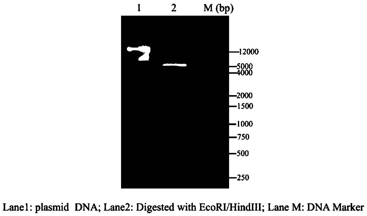 Sorghum drought response gene SbJAZ1 and recombinant vector and expression method thereof