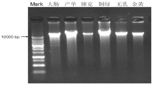Kit and method for extracting microbial genome DNA by magnetic bead method