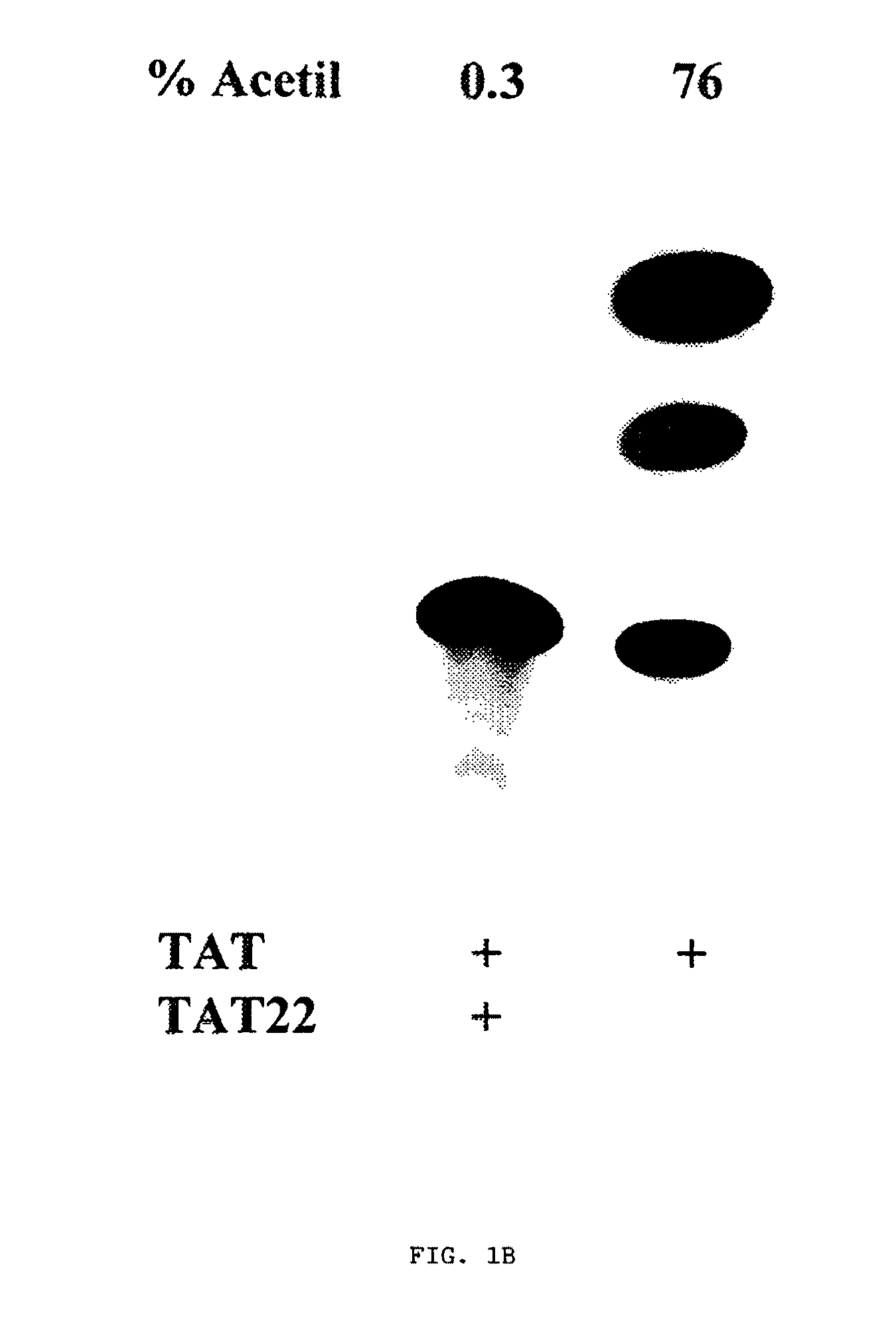 HIV-1 Tat compositions