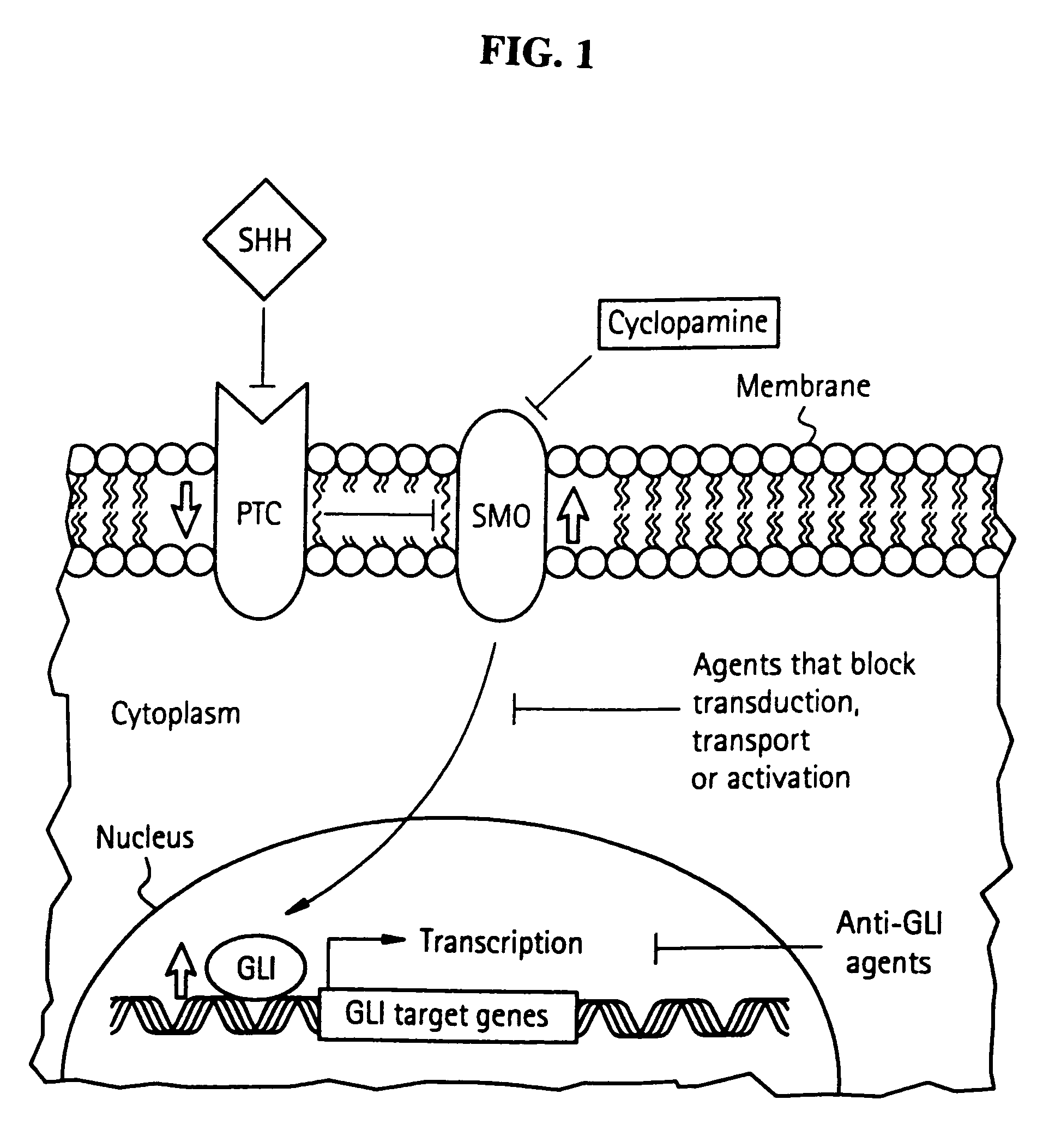 Method and compositions for inhibiting tumorigenesis