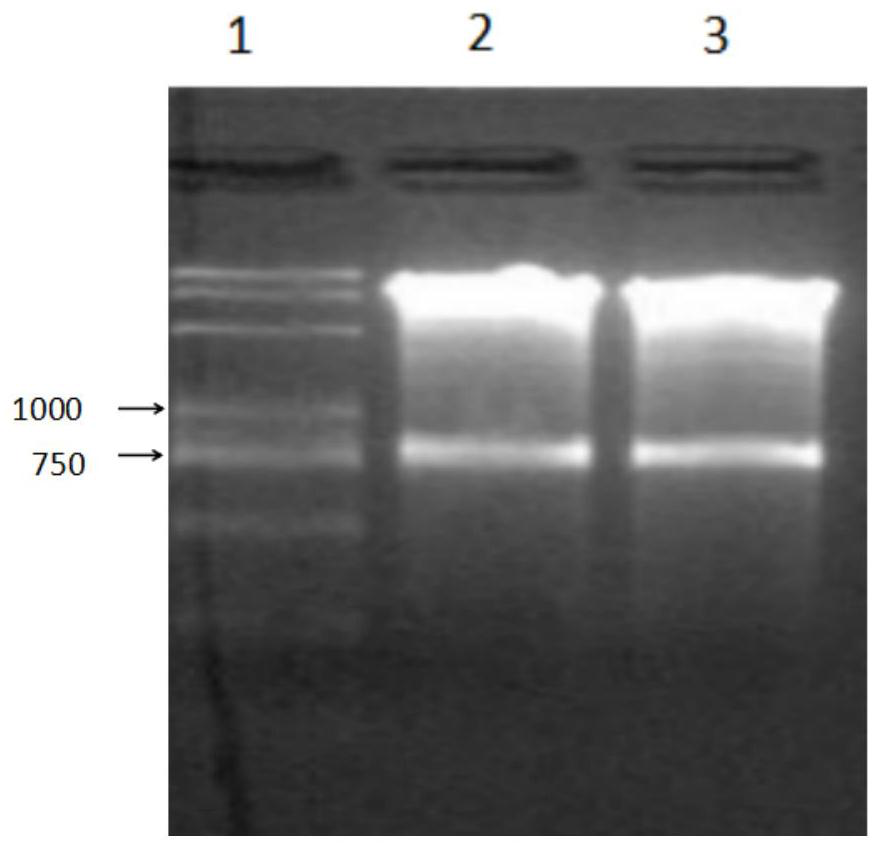A kind of preservation method and special protective agent of Salmonella choleraesuis vaccine strain