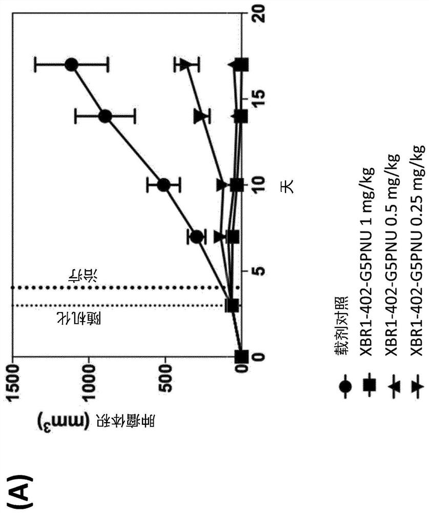 Binding protein-toxin conjugates comprising anthracyclines, and use thereof in immune-oncological applications