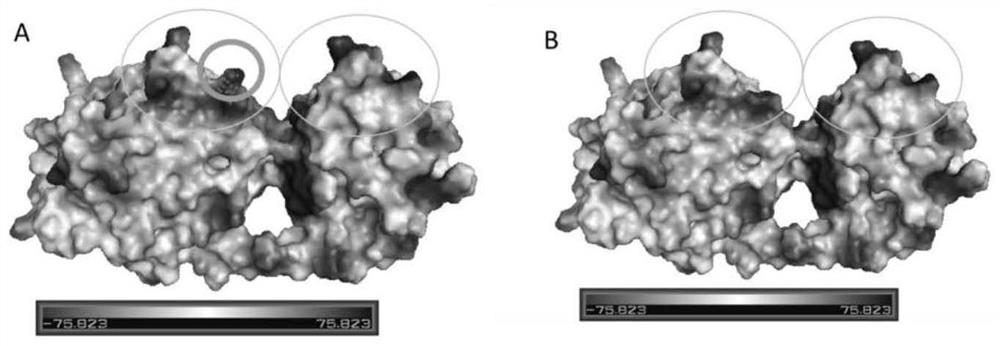 Alginate lyase mutant gene, alginate lyase mutant, engineering bacterium containing alginate lyase mutant, construction method and application