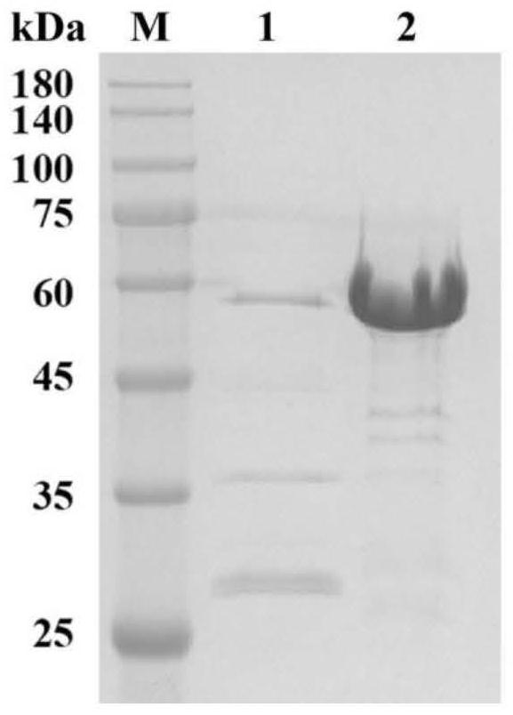 Alginate lyase mutant gene, alginate lyase mutant, engineering bacterium containing alginate lyase mutant, construction method and application