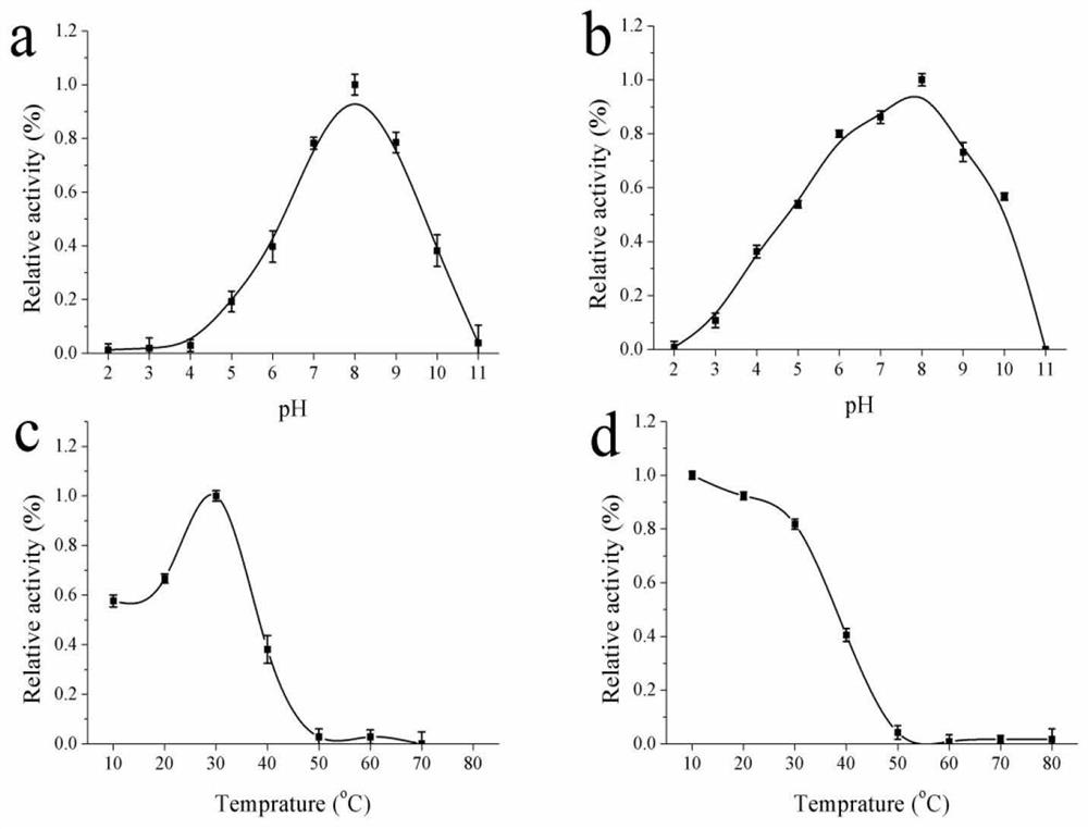 Alginate lyase mutant gene, alginate lyase mutant, engineering bacterium containing alginate lyase mutant, construction method and application