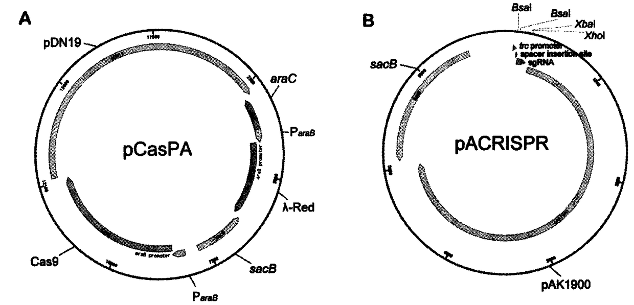 pCasPA/pACRISPR dual-plasmid system and application thereof