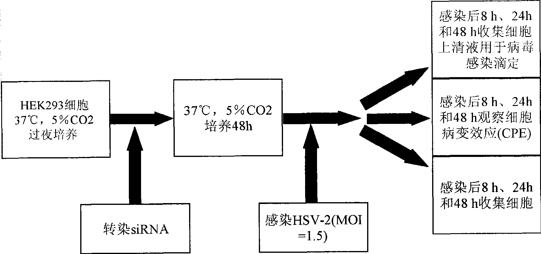 Application of MEK1 protein blocking agent in preparing antiviral medicine