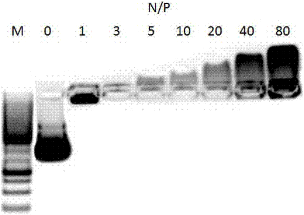 Cell penetrating peptide hPP-chol, production thereof, and cell penetrating peptide hPP-chol mediated plasmid DNA transfection method