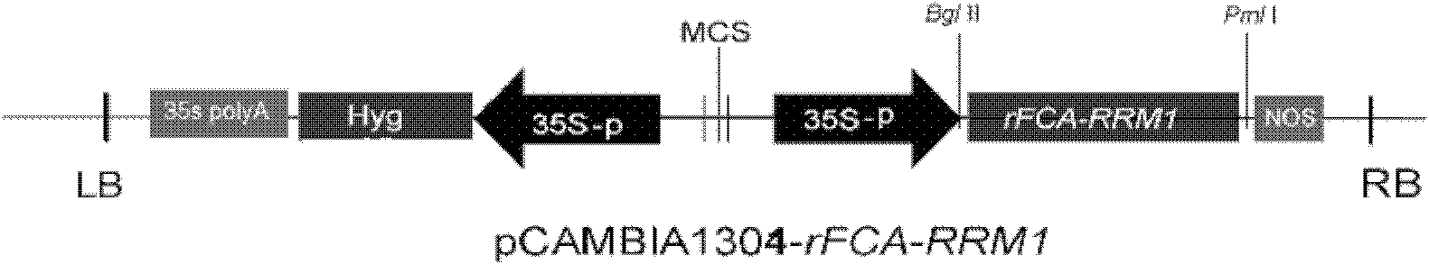 Agrobacterium tumefaciens-mediated dioscorea zingiberensis transgene method