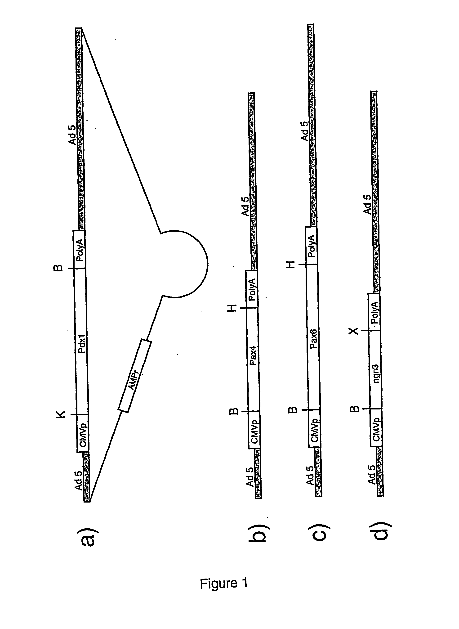 Method for differentiating stem cells into insulin-producing cells