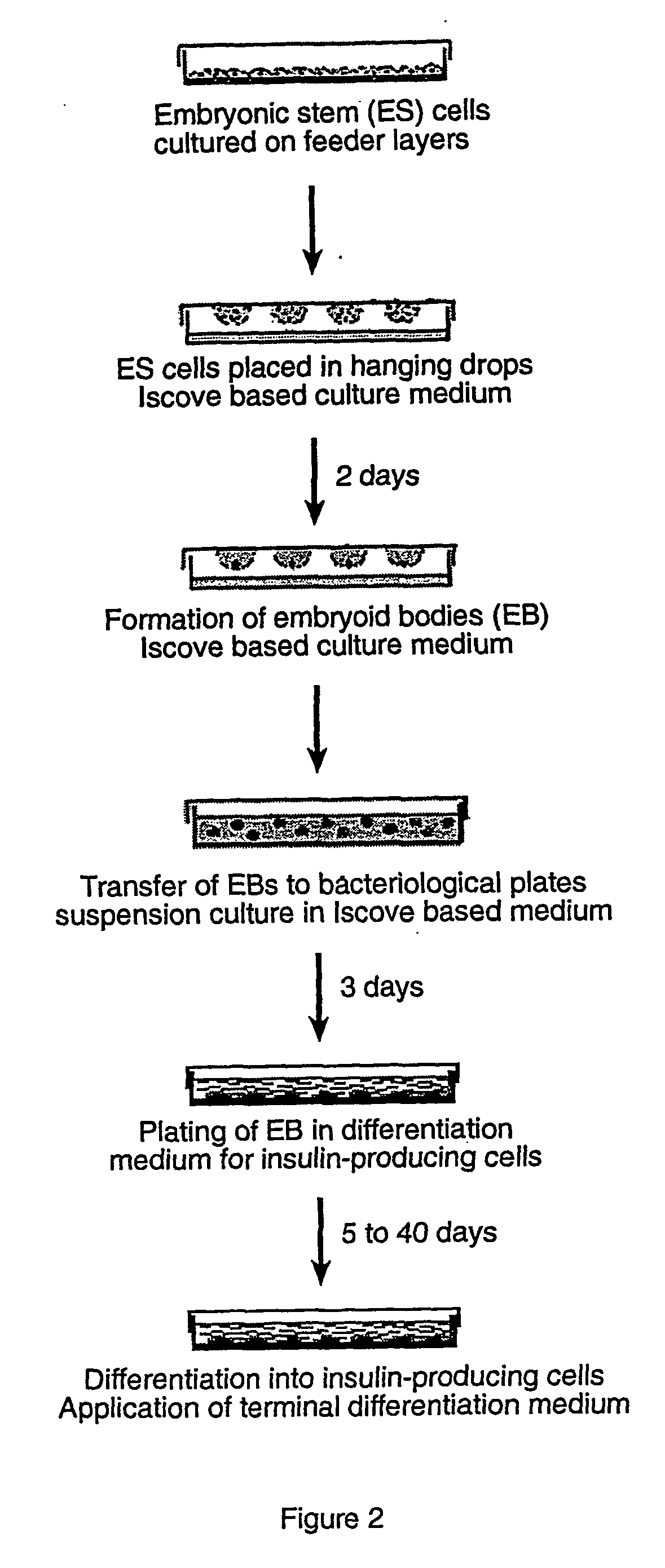 Method for differentiating stem cells into insulin-producing cells