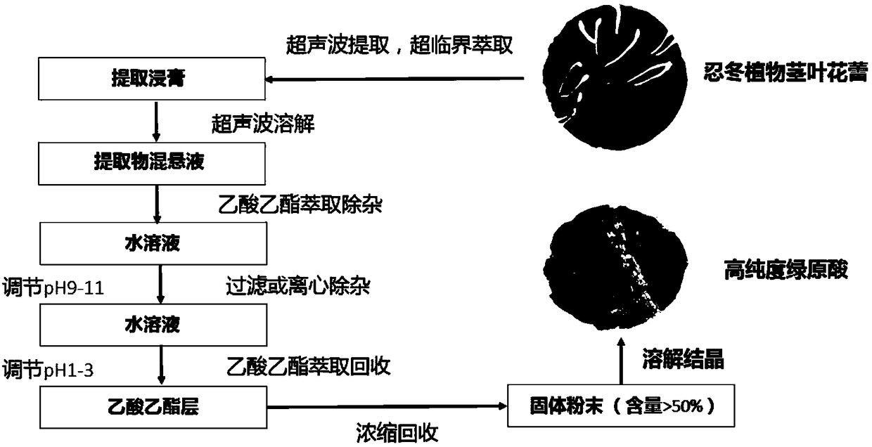 Method for preparing high-purity chlorogenic acid by taking lonicera plants as raw materials