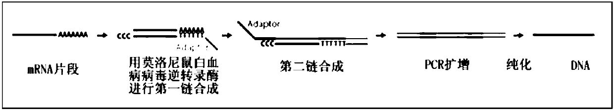 Single cell mRNA reverse transcription and amplification method