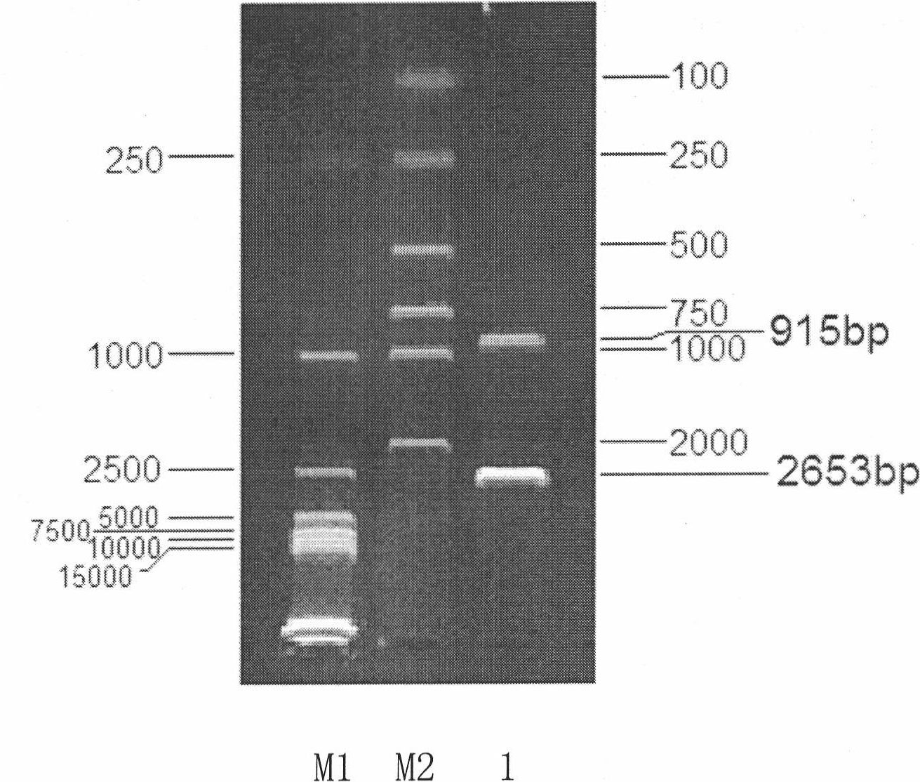 Amphiploid histidine auxotroph saccharomyces cerevisiae and constructing method thereof
