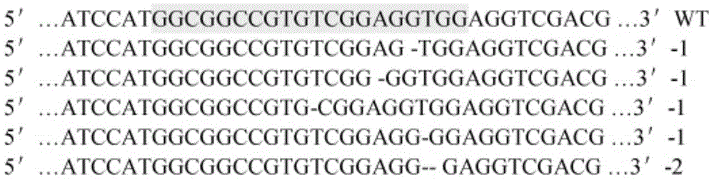 A method for creating brown hull rice materials by targeted editing of the glume color-determining gene oschi