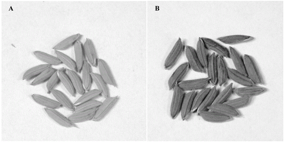 A method for creating brown hull rice materials by targeted editing of the glume color-determining gene oschi