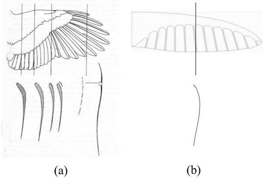 Optimization method of flight dynamics for small unmanned aerial vehicles based on bionic flexible wings