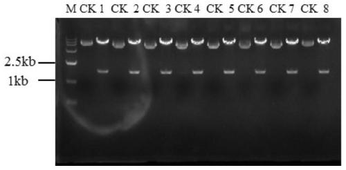 Rice ALS mutant genes, plant transgenic screening vector pCALSm2 containing genes and application thereof