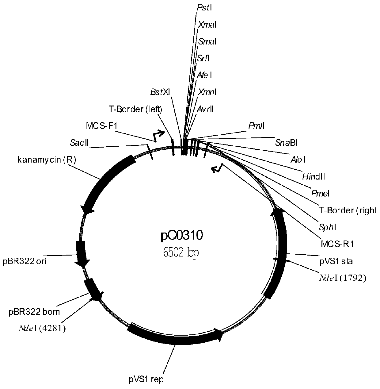 Rice ALS mutant genes, plant transgenic screening vector pCALSm2 containing genes and application thereof