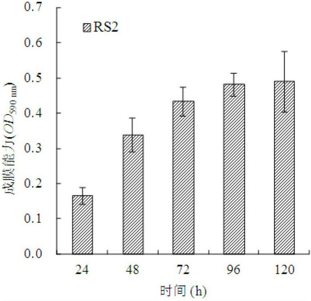 Root surface film forming bacterium RS2 with phenanthrene degradation function and application of root surface film forming bacterium RS2