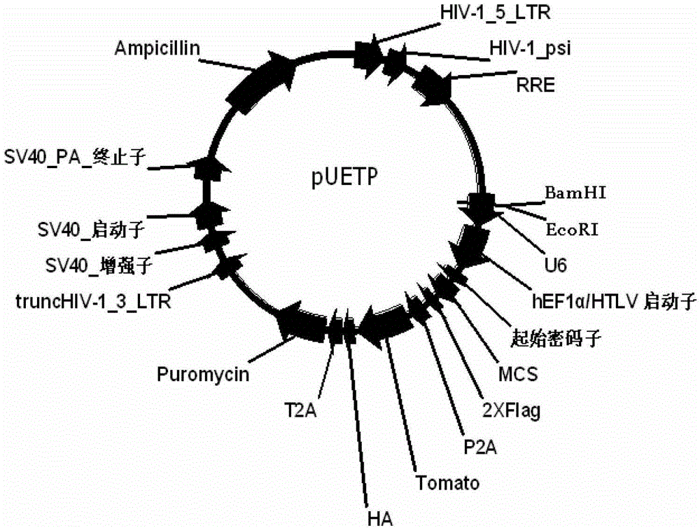 Construction and application of multi-cistron double-label expression lentivirus vector