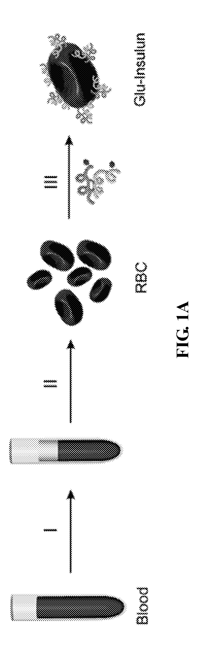 Glucose responsive insulin delivery compositions and methods