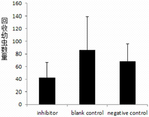 An inhibitor of miRNA-asu-mir-36f specifically expressed in the third stage larvae of Ascaris and its application