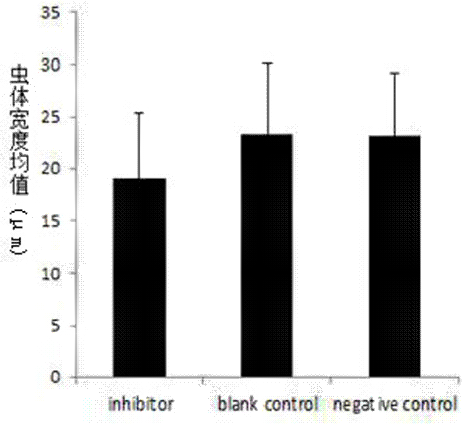 An inhibitor of miRNA-asu-mir-36f specifically expressed in the third stage larvae of Ascaris and its application