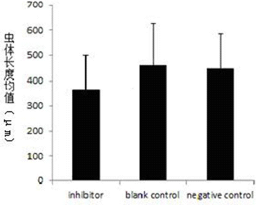 An inhibitor of miRNA-asu-mir-36f specifically expressed in the third stage larvae of Ascaris and its application