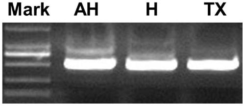 Method for identifying Gnaphalium L. plant varieties through ITS2 (internal transcribed spacer 2)