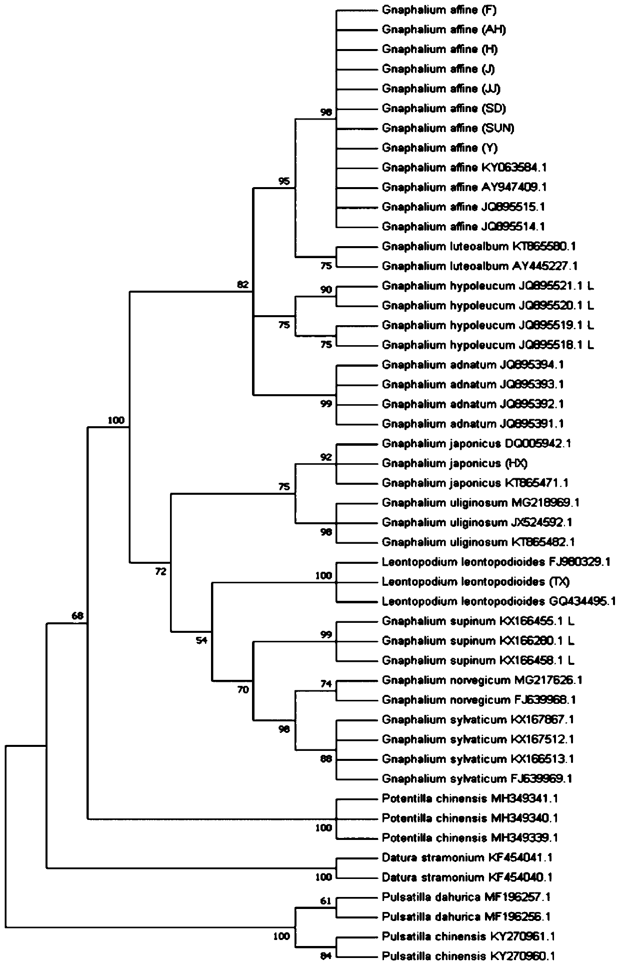 Method for identifying Gnaphalium L. plant varieties through ITS2 (internal transcribed spacer 2)